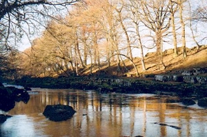 Photo: banks of the Tees near Rokeby (Gordon Hatton).