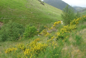 Photo: A line of golden Scotch broom shrubs in Cumbria (Roger Darlington, wildflower.org.uk). 