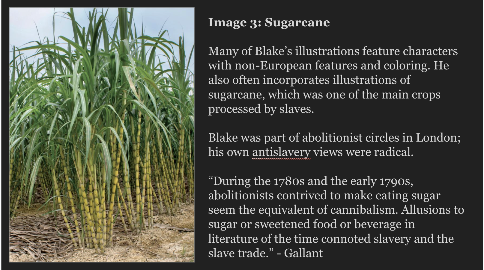 screenshot of a student's project that shows sugarcane