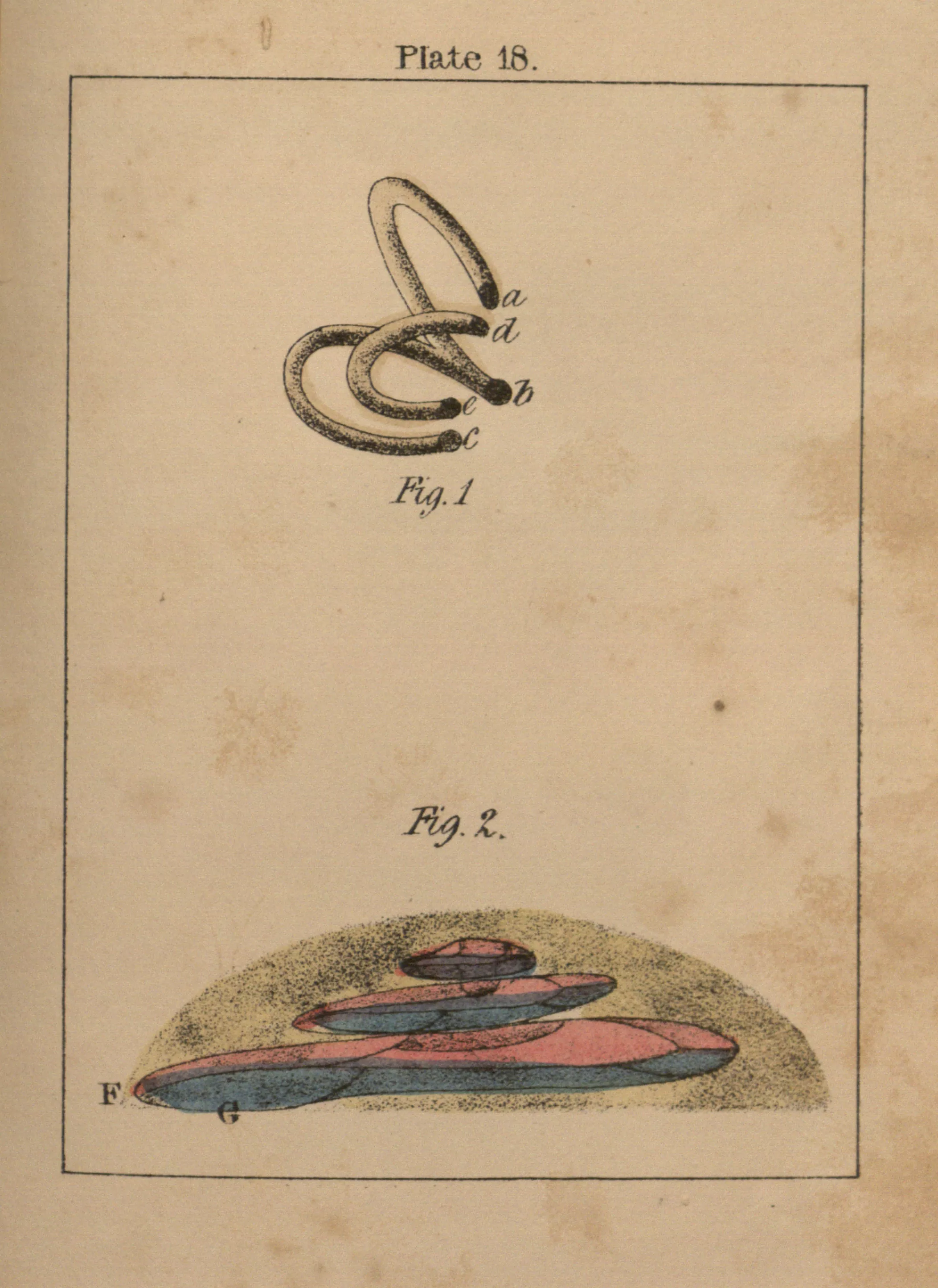 A diagram of the canals of the ear