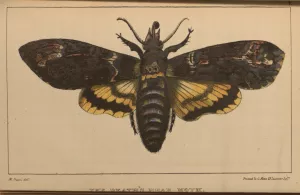 A Death's Head Moth